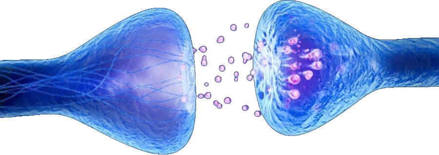 Sinapse neural